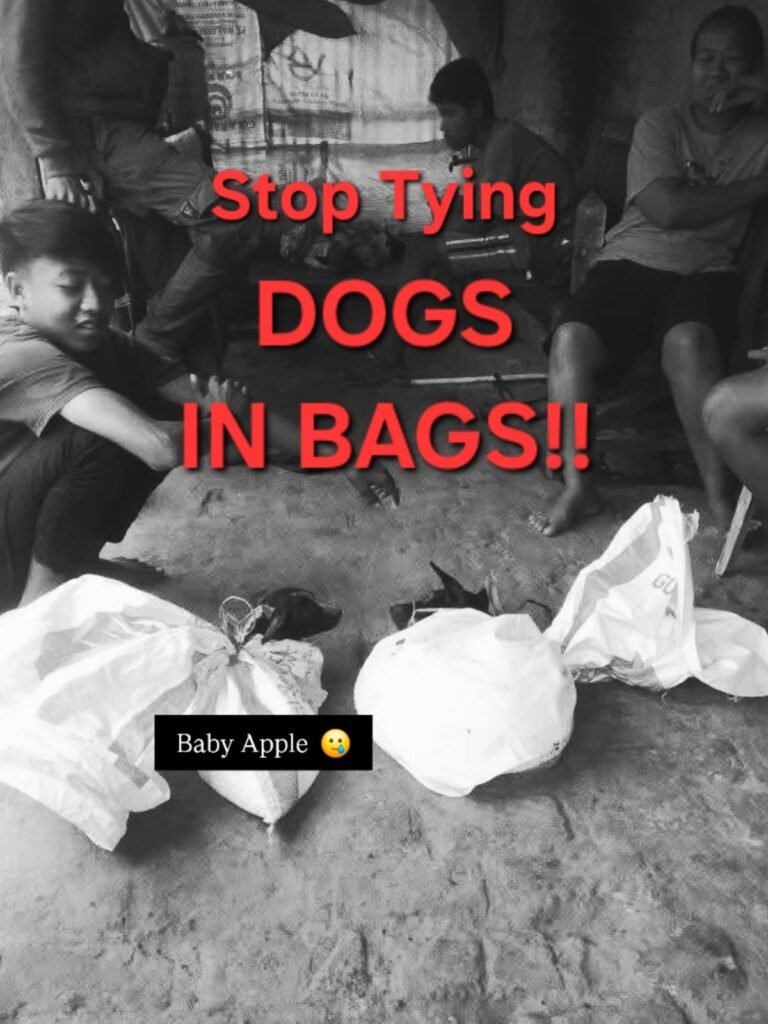 Donation dogs tied in a sack for dog meat shipment