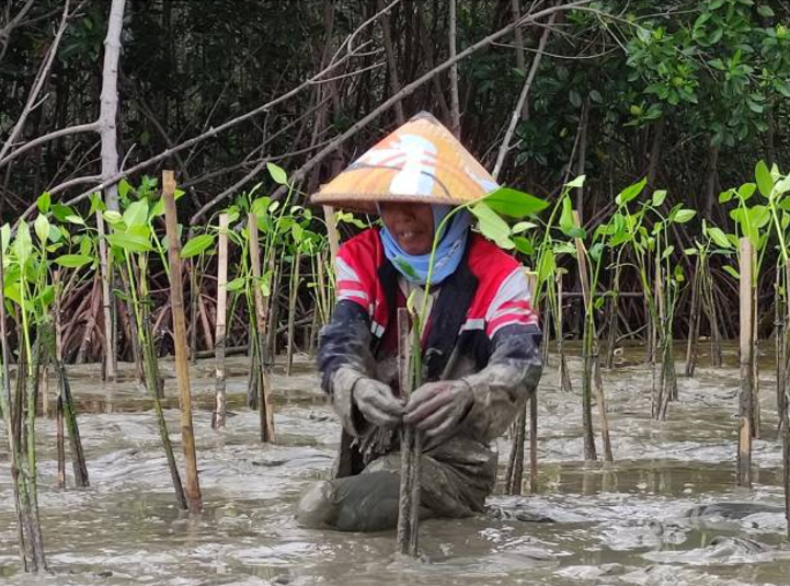 Donation a woman planting trees